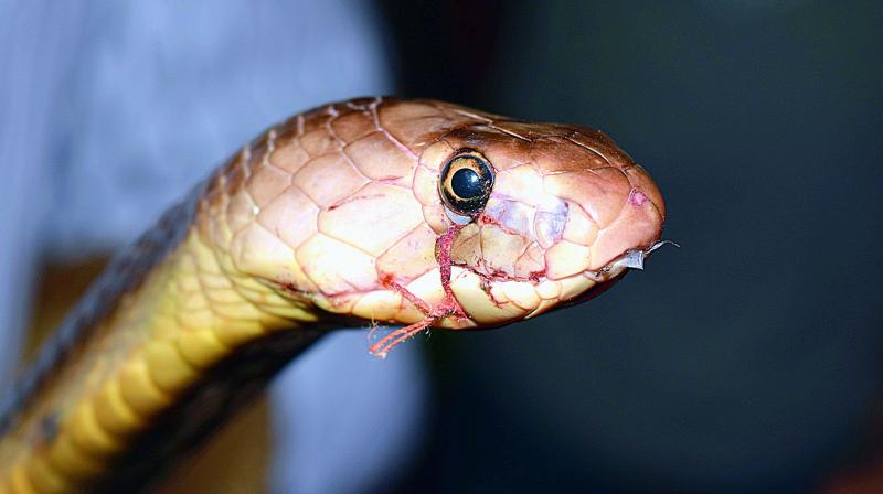 Another snake, whose mouth is stitched. The process is done without anesthesia. The snakes writhes in pain during the entire process.