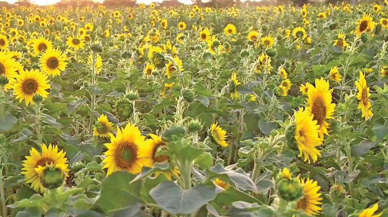 Bloom of sunflowers in the fields along Hangala in Karnataka (Photo: DC)