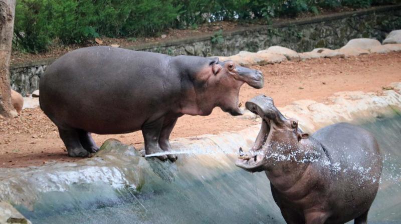couple of  hippopotami at the Thiruvananthapuram zoo quench thirst from the tap fitted inside their enclosure. (Photo: R. Sabari Nath)