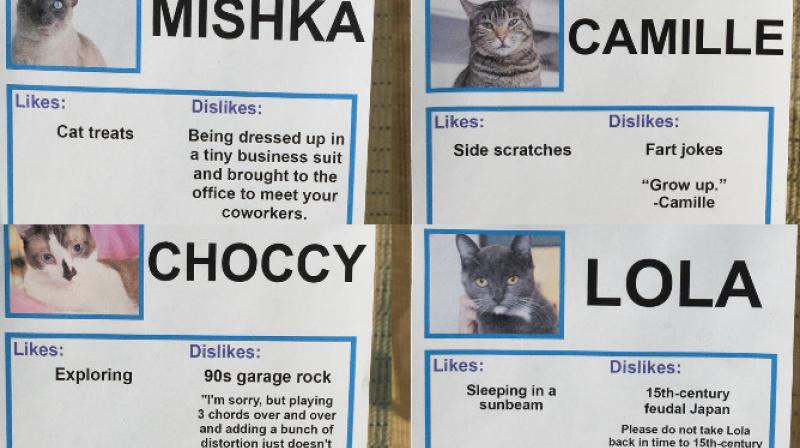Prankster gives witty intros to cats up for adoption