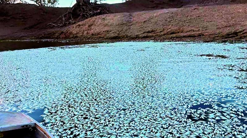 Scores of dead fish floating on the Darling river in Menindee. (Photo:  AFP)