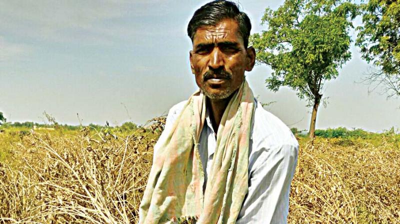 A farmer with the withered tur dal crop  in Kalaburagi district