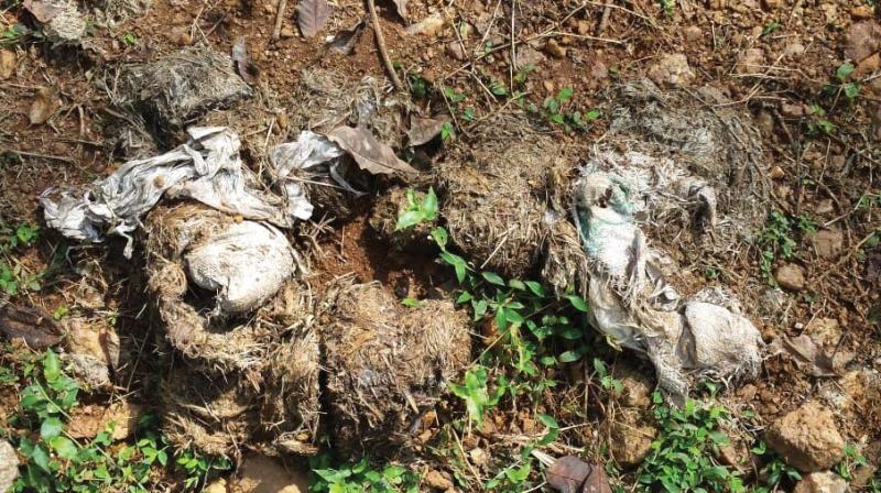 The remnants of plastic materials from the excreta of wild elephant. (Forest dept pic)