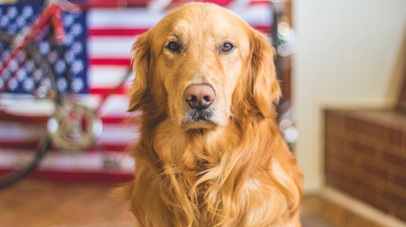 5-year-old golden retriever Kelsey happened to be with Bob when during halftime of the Fiesta Bowl, Bob decided to walk outside his house in just his long johns, slippers and a shirt to get firewood for the fireplace. (Photo: Pixabay)
