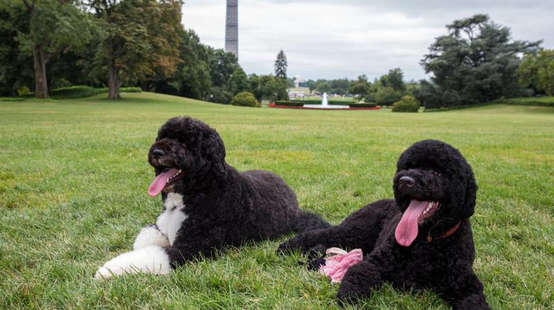 President Barack Obamas fluffy family dogs Bo and Sunny have stolen Americans hearts.