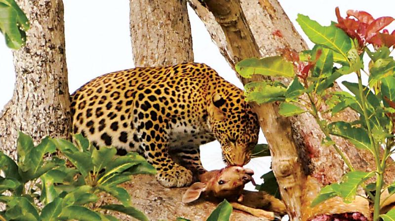 This leopard was sighted at Bandipur National Park on Thursday