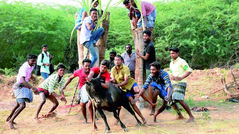 A jallikattu event