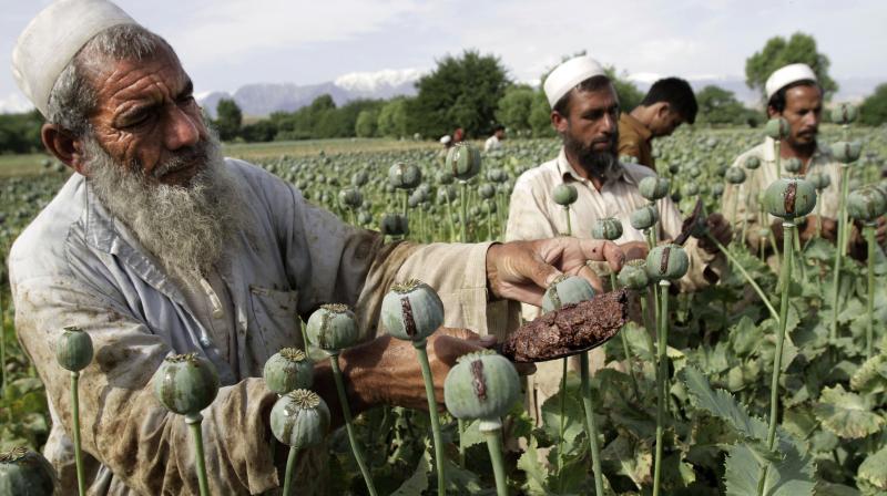The cultivation of opium poppy in Afghanistan has risen to its third-highest level in more than 20 years, the UN said. (Photo: AP)