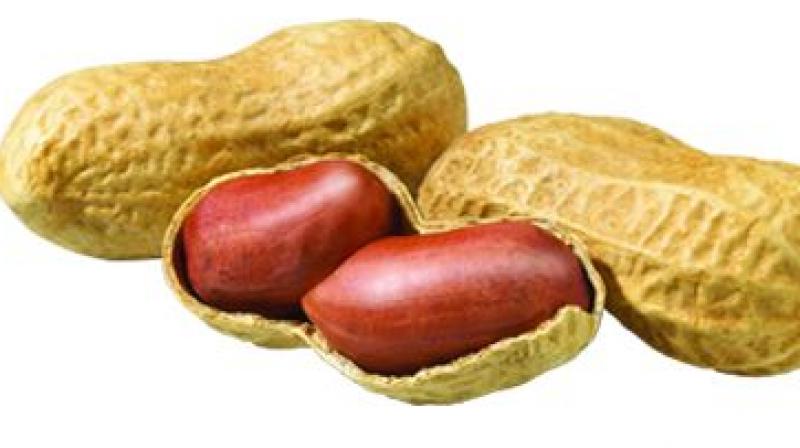 The study involved 40 children whose blood samples were taken before, during and after consumption of peanuts.