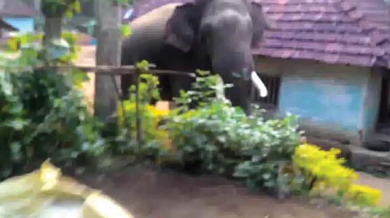 A jumbo passed through houses near Honkaravalli of  Hassan district recently. (Photo: DC)