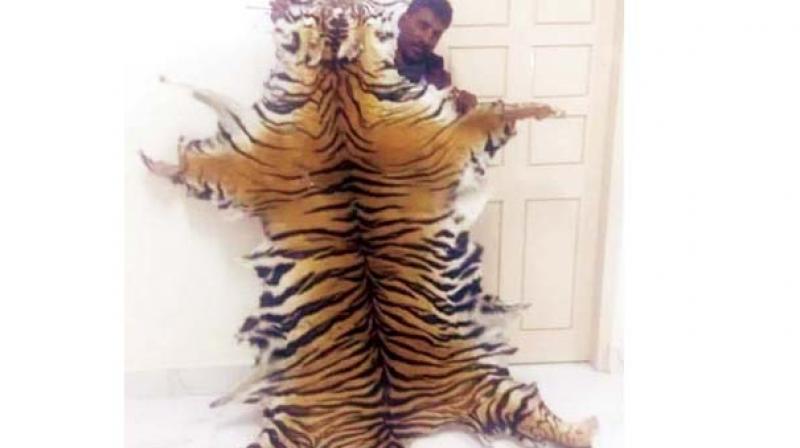 The tiger skin seized by Forest Mobile Squad on Thursday