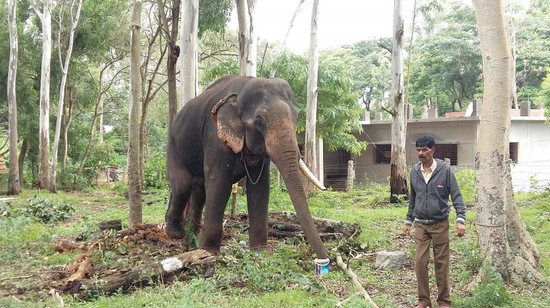 The rescued elephant is now in the custody of Chikkamagaluru forest officials