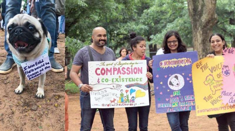 (Left) A pug is seen wearing a sign. (Right) Pet parents gather at Cubbon Park to mark their protest against the recent pet rule by the BBMP, on Sunday(Image: DC)