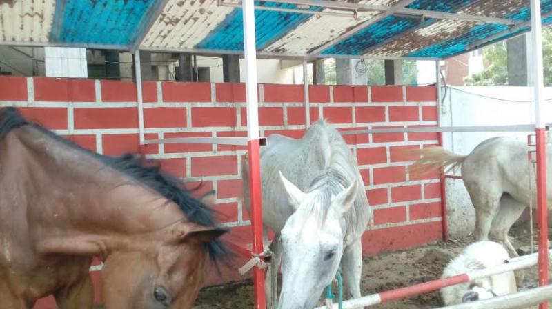 Horses kept at the Iron Horse Club, Banjara Hills.