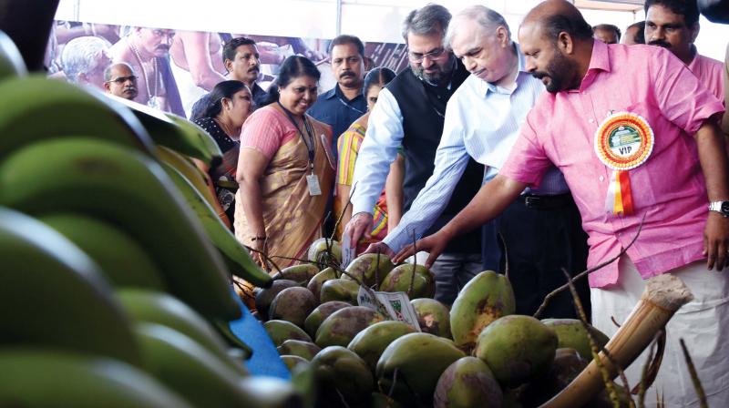 Governor P. Sathasivam is all ears as agriculture minister V. S. Sunil Kumar explains about a coconut variety at VAIGA exhibition held at Thrissur recently. Also seen is principal secretary and Agricultural Production Commission Teeka Ram Meena. (Photo: DC)
