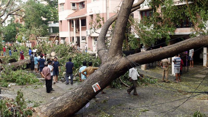 Residents look at the uprooted trees in a residential area which have been the worst hit due to the cyclone Vardah that brought life to a stand still across Chennai on Tuesday.(Photo: AP)