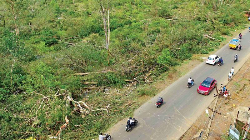 Nanmangalam Reserve Forest at East Tambaram in a mess with  prominent trees being pulled out  due to Vardah effect. (Photo: DC)