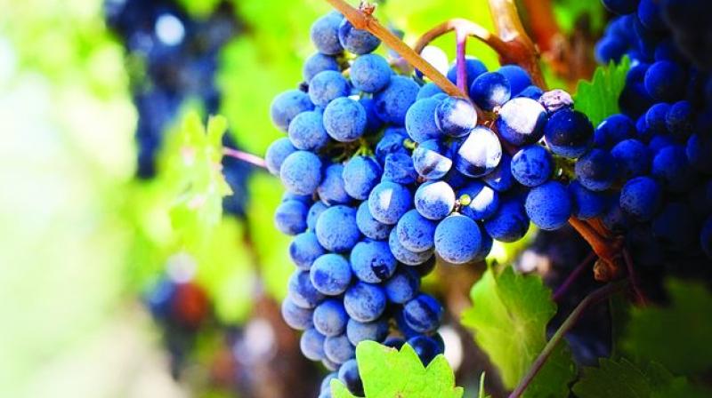 Italys vibrant wine scene ranks high on the list.