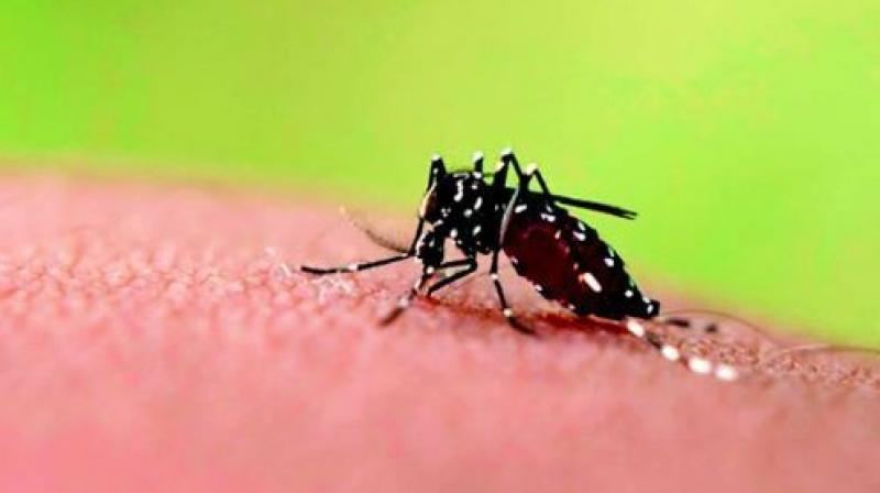 More than 400 cases of viral fever, 76 cases of dengue and 45 cases of chikungunya were recorded at Fever Hospital till Tuesday. (Representational image)