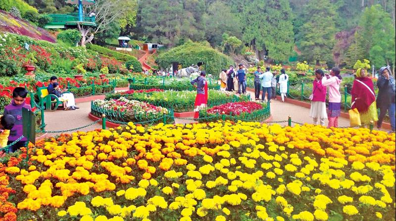 Government Botanical Garden in Ooty. (Photo: DC)