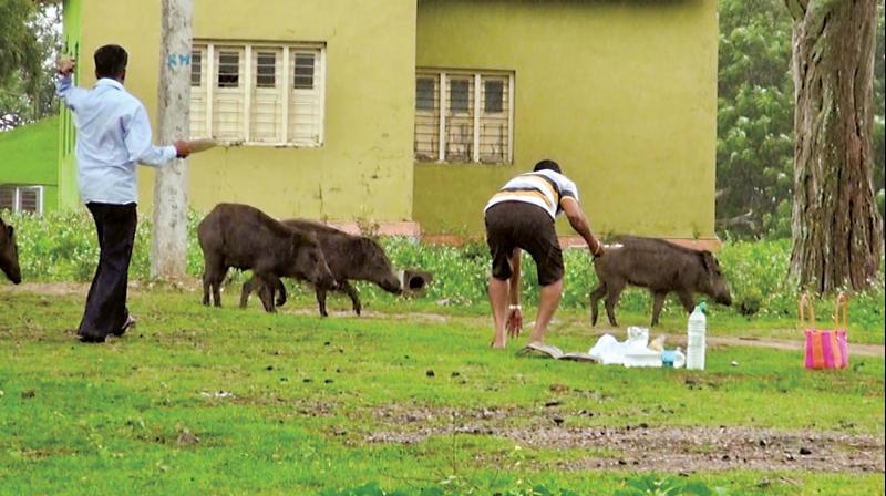 Tourists chasing away the wild boars from the lawn near the guesthouse at Bandipur National Park