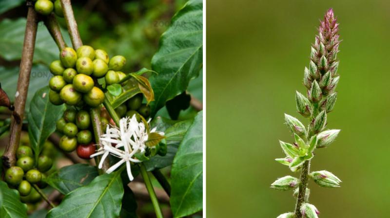 Achyranthes aspera Linn (chaff flower) and Coffea canephora (coffee) have a chemical that prevents absorption of fat.