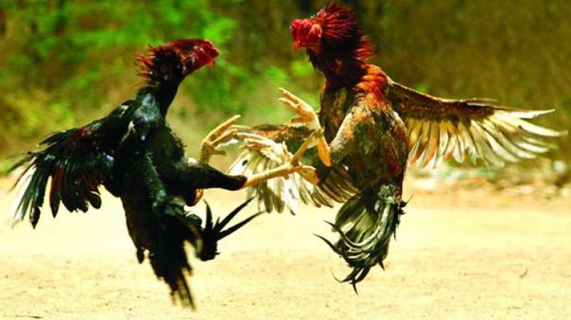Cockfights are on in a big way in Krishna district. They are being organised in the nights too with crores of rupees being put on bet.