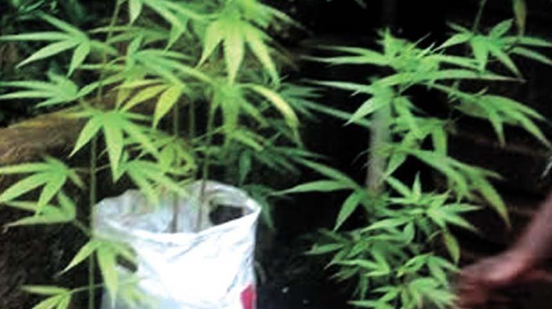 Ganja plants found on the terrace of a house in Kunnamangalam. (Photo: DC)