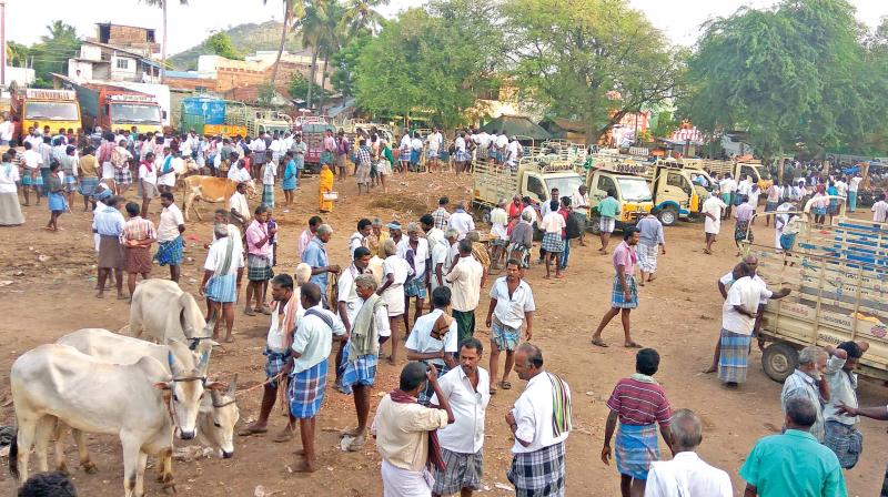 Only 300 cattle were brought to market for sales on Tuesday. Before ban notification,  the farmers would bring between 1,000 and 1,500 cattle for sales every week.