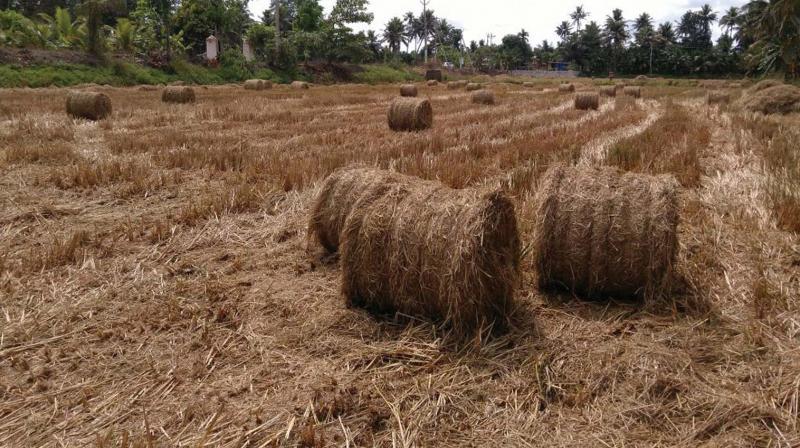 Baled straw kept in the field. A scene from Edathua