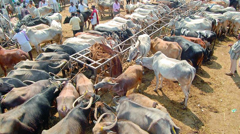 A view of cattle market at Anantapur.