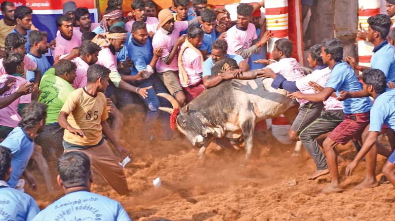 Youth try to tame a bull in Alanganallur jallikattu on Friday. (Photo: K. Manikandan)