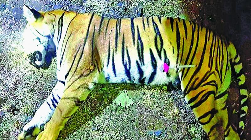 Imagine then the uproar caused by the shooting of tigress Avni, which had been projected as a man-eater responsible for 13 killings.