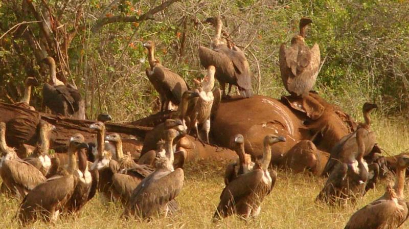 Vultures feeding on a carcass of elephant at Moyar Valley jungles. (Photo:By special arrangement)