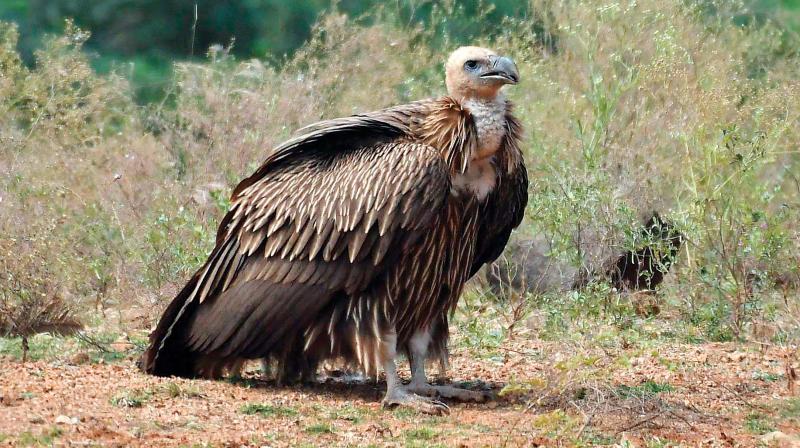 Himalayan Griffon vulture spotted  at Moyar Valley. (Photo:By special arrangement)