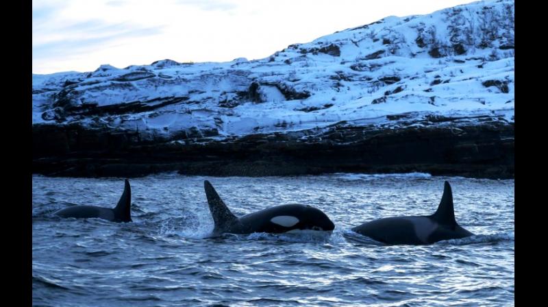 Global warming, fishing and growing numbers of tourists who flock to the region for whale watching and diving pose a threat to their population. (Photo: AFP).