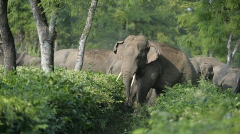 Asian elephants dont share this skill with species of African elephants (Photo: AFP)