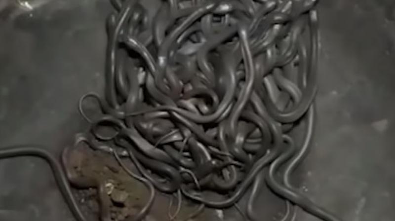 The snakelets would be released in their natural habitat (Photo: YouTube)