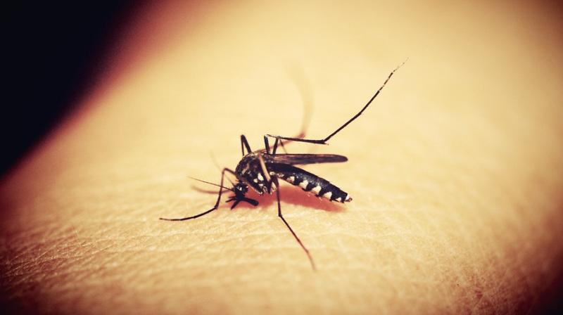 Genetics cause Asians, Europeans to be more susceptible to severe dengue. (Photo: Pixabay)