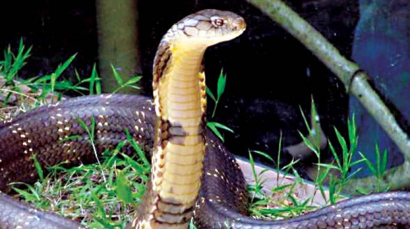 Not only has he adopted a pair of king cobras at the Mysuru Zoo for a lifetime to help their conservation, but is also making sure that animals in the states sanctuaries dont  go without drinking water this summer.