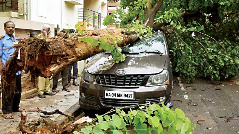 Bengalurus tree doctor Vijay Nishanth said that unscientific pruning and lack of care towards trees are the main reasons for this.