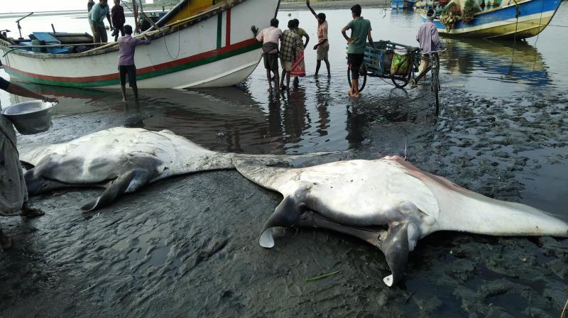 The gill plates of the manta and mobula rays are sold for Rs 10,000-Rs 12,000 a kg.