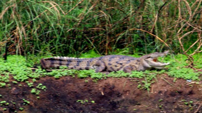 The crocodile on the shore of Shanmugha river near Peria Avudayar temple located four km from Palani in Dindigul district. (Photo: DC)