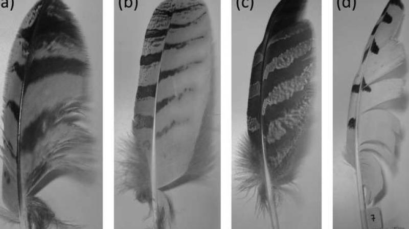 (a,b) Eurasian eagle owl (Bubo bubo) (c) great gray owl (Strix nebulosi) and (d) snowy owl (Bubo scandiacus). Credit: Ian A.Clark, Conor A. Daly, William Devenport, W .Nathan Alexander,Nigel Peake, Justin W. Jaworski, Stewart Glegg