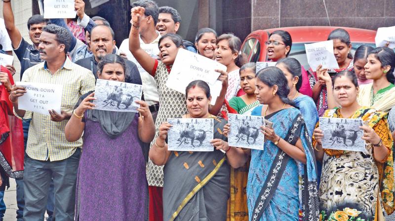 A large number of protesters gather in support of jallikattu on Friday (Photo: DC)