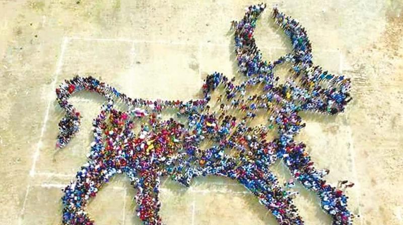 An aerial view of the human bull formed by over  thousand students in AFT ground, Puducherry (Photo: DC)