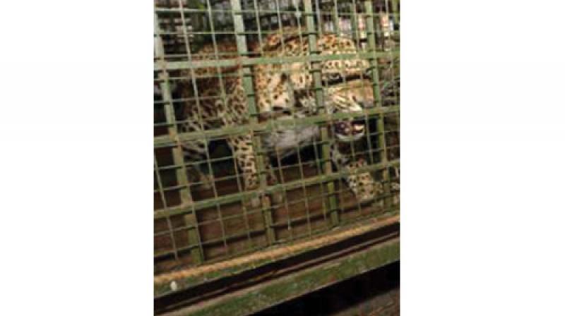 The six-year-old leopard is currently lodged at the Neyyar Wildlife Sanctuary