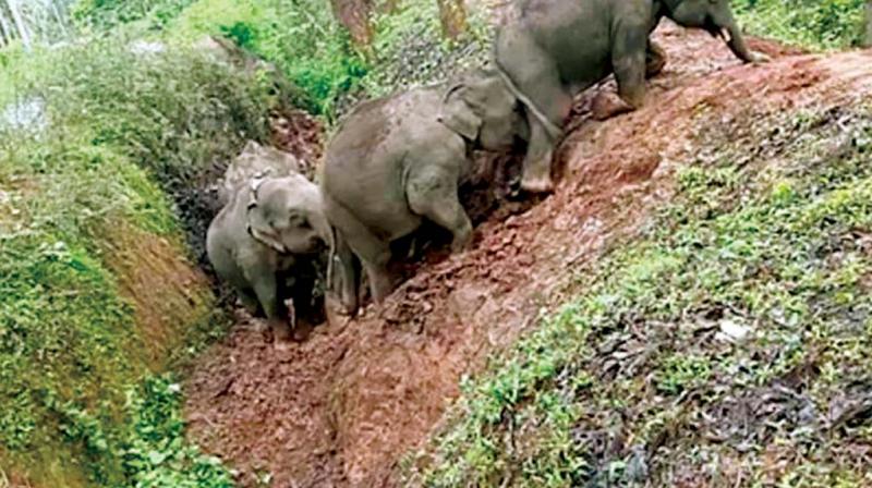 DC impact: The director of the Nagarahole National Park has been issued notice by the  National Human Rights Commission (NHRC) on the iron spike beds it has laid along  elephant- proof trenches (EPTs) and the three-inch spikes it has attached to rail barricades along its fringes as they are proving dangerous to its wildlife, especially elephants.