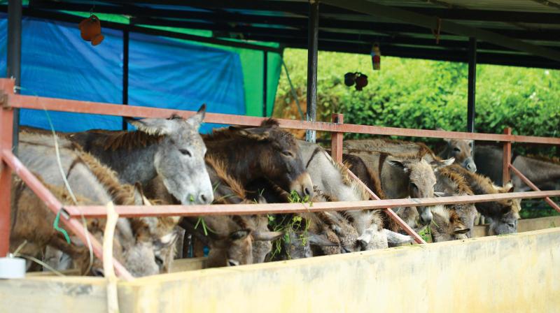 Ramamangalam native Aby Baby is on a mission to revive the lost glory of donkeys milk.