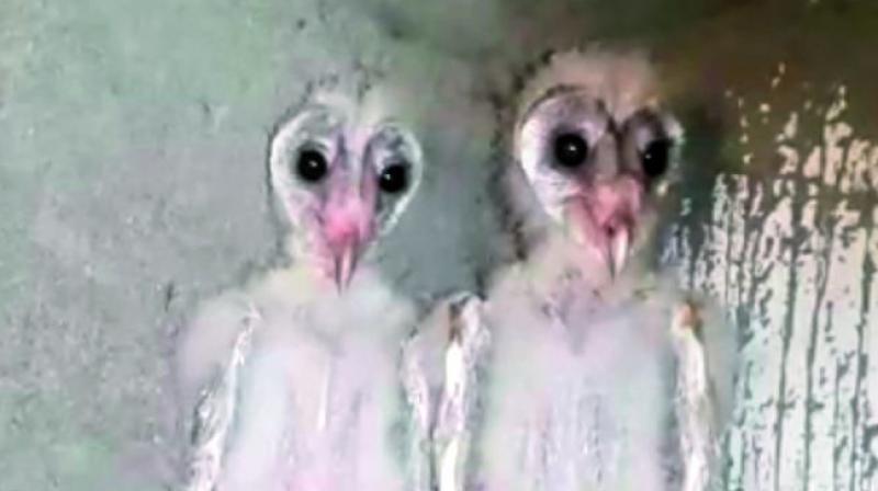 The barn owl spotted in Vizag.
